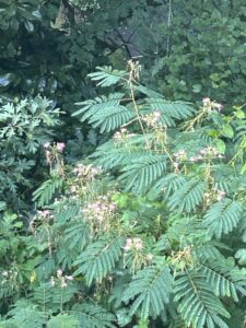 My backyard tree is in full bloom as a Mimosa plant descendant