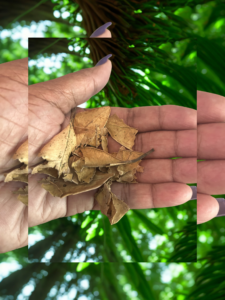 African basil found in Aburi Gardens, Ghana, Africa
